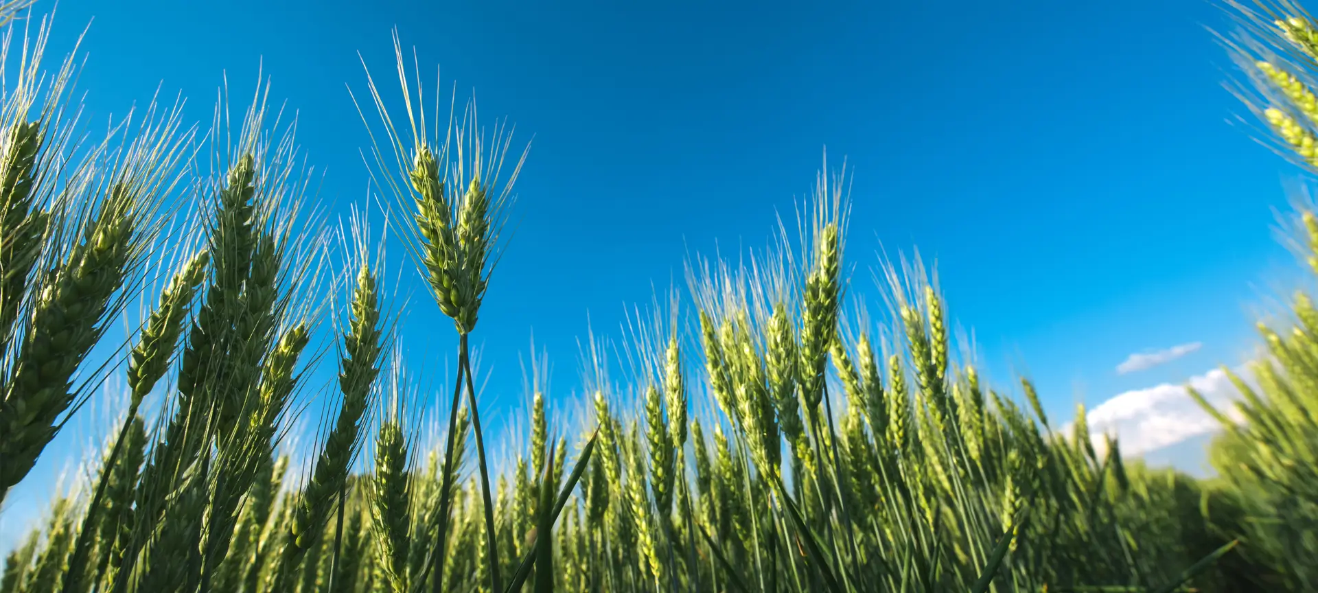 crops
