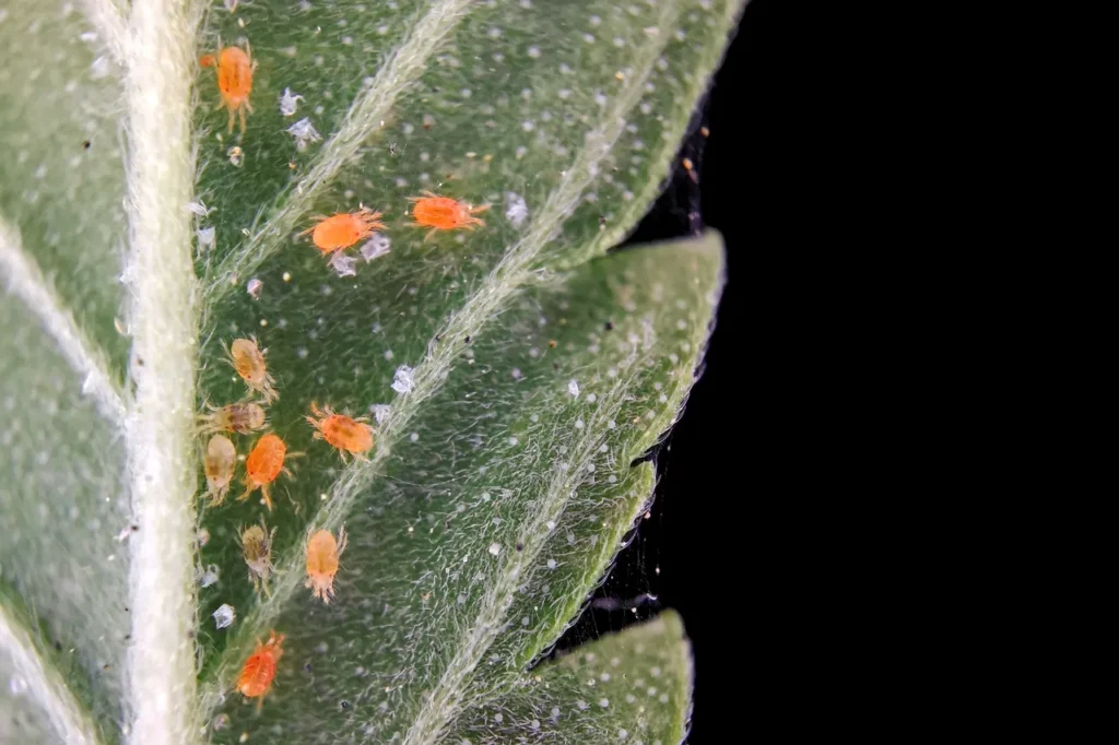Close-up of red spider mites, Tetranychus urticae on cannabis leaf