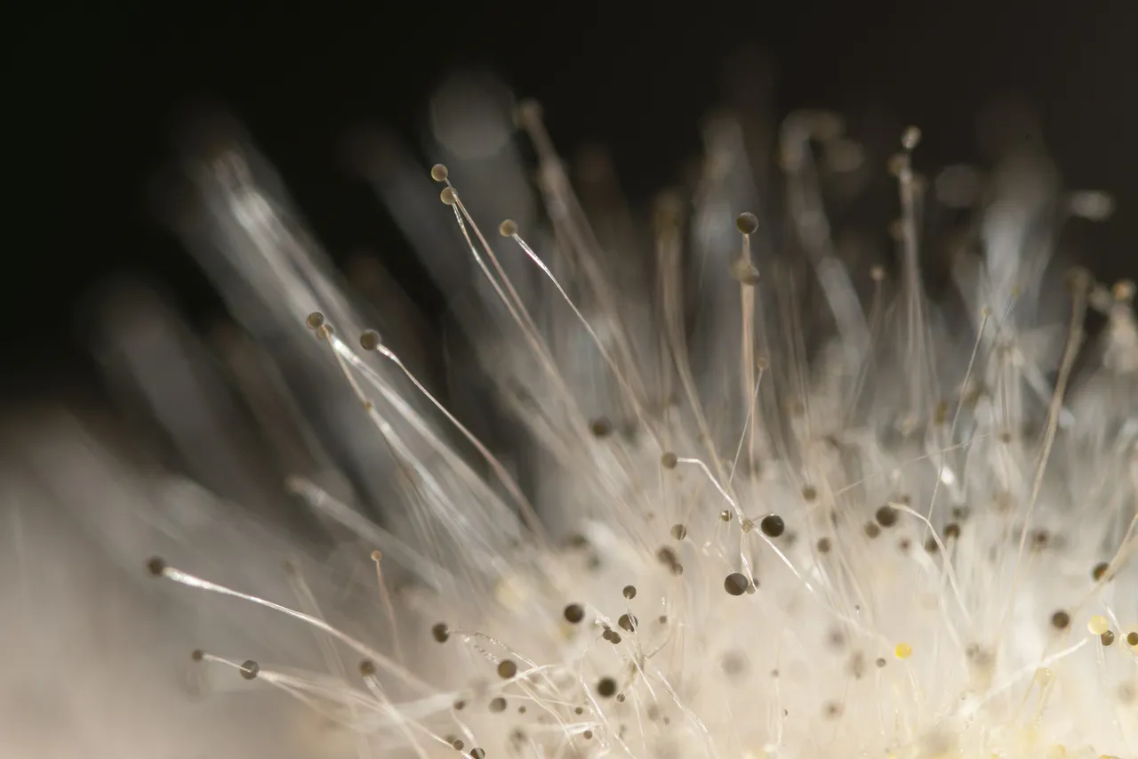 Macro photography shot of fungus on a rotten pumpkin