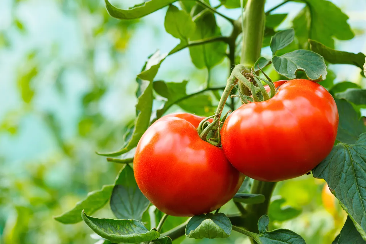 Ripe tomato cluster in greenhouse