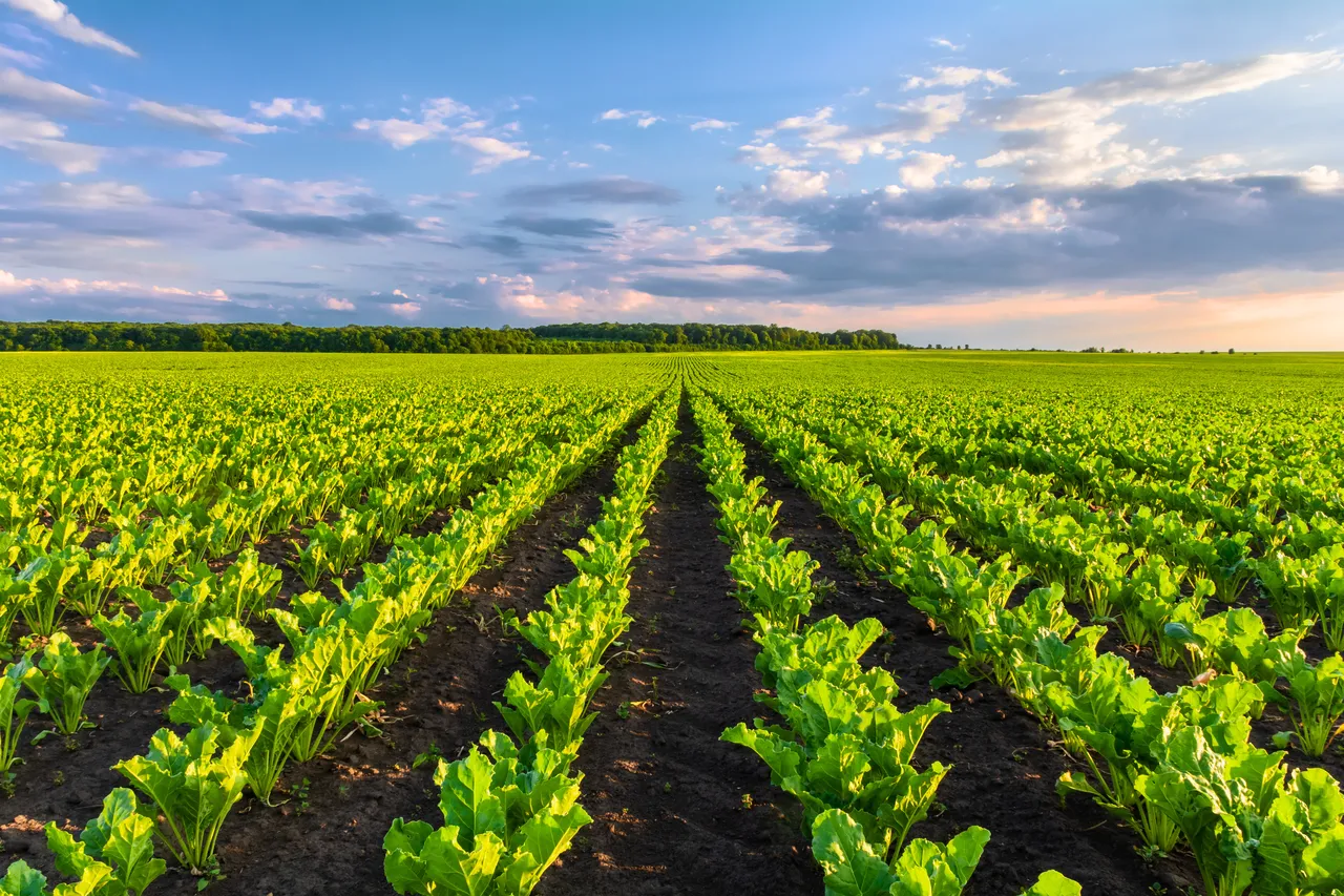 Sugar beets grow in rows on plantations