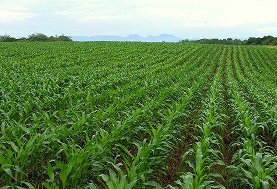 Crops on a farm