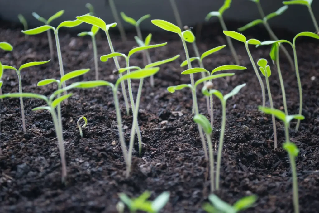plants growing in soil