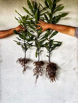 plant roots