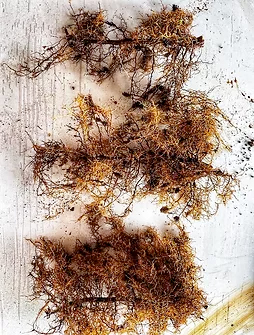 plant roots