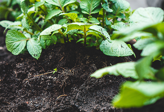 Plants in fertile soil