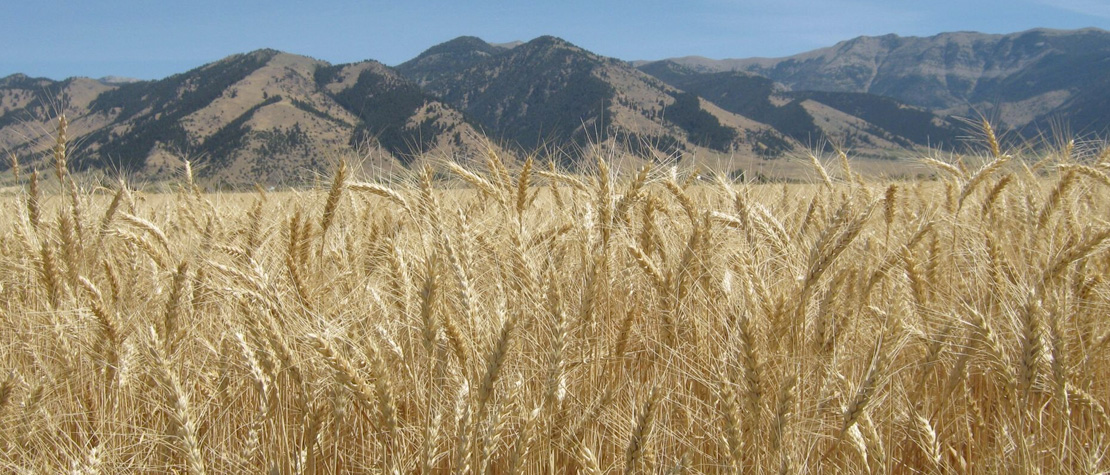 wheat crops