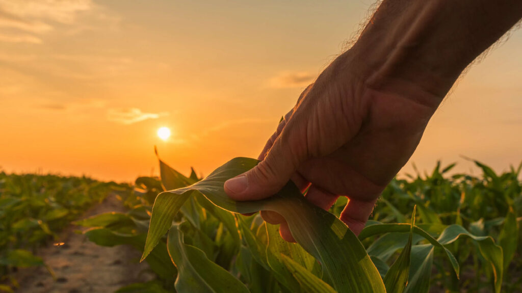 Hand-touching-maize-during-sunset